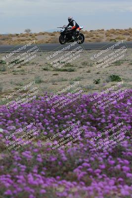 media/Jan-14-2023-SoCal Trackdays (Sat) [[497694156f]]/Turn 14 Exit Bloomig (145pm)/